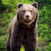DNES 21.03.2024 bola v okrese Ružomberok vyhlásená MIMORIADNA SITUÁCIA v súvislosti so zvýšeným výskytom medveďa hnedého.